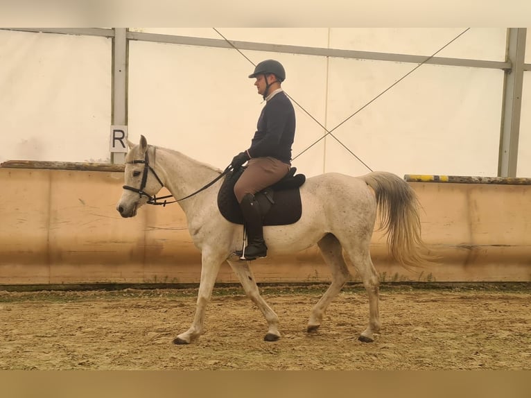 Asil Arabian Mare 13 years 14,1 hh Gray in Gorzone