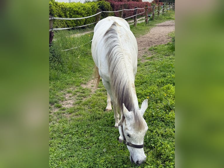 Asil Arabian Mare 13 years 14,1 hh Gray in Gorzone