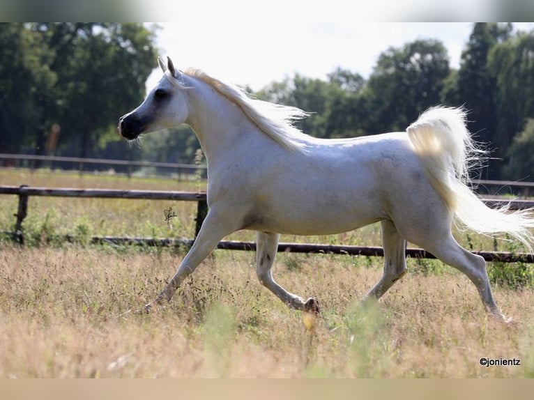 Asil Arabian Mare 14 years 15 hh Grey in GroßenknetenGrossenkneten