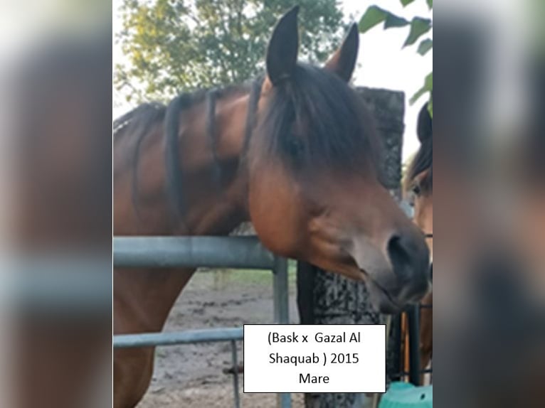 Asil Arabian Mare 14 years in Balen