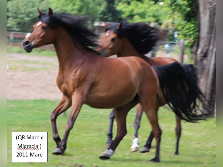 Asil Arabian Mare 14 years in Balen