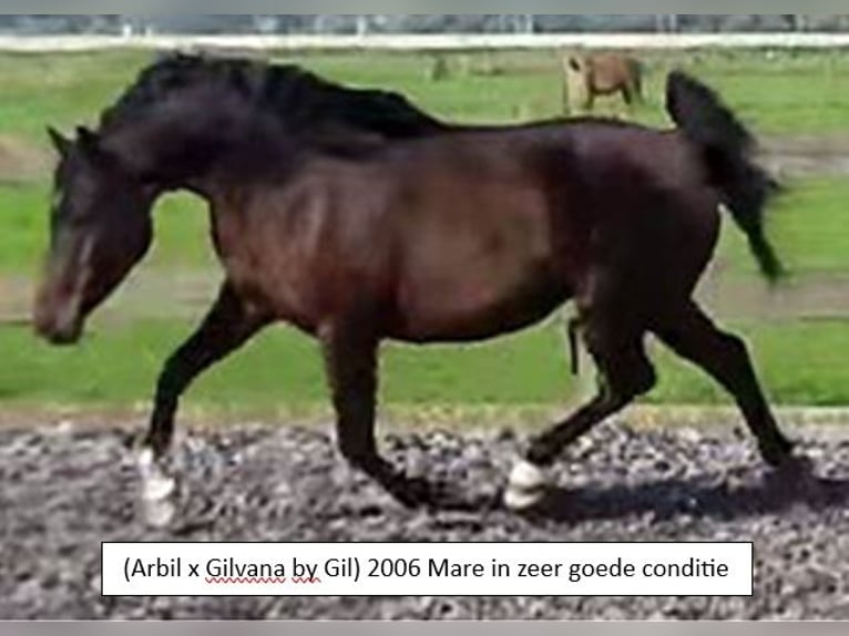 Asil Arabian Mare 15 years in Balen