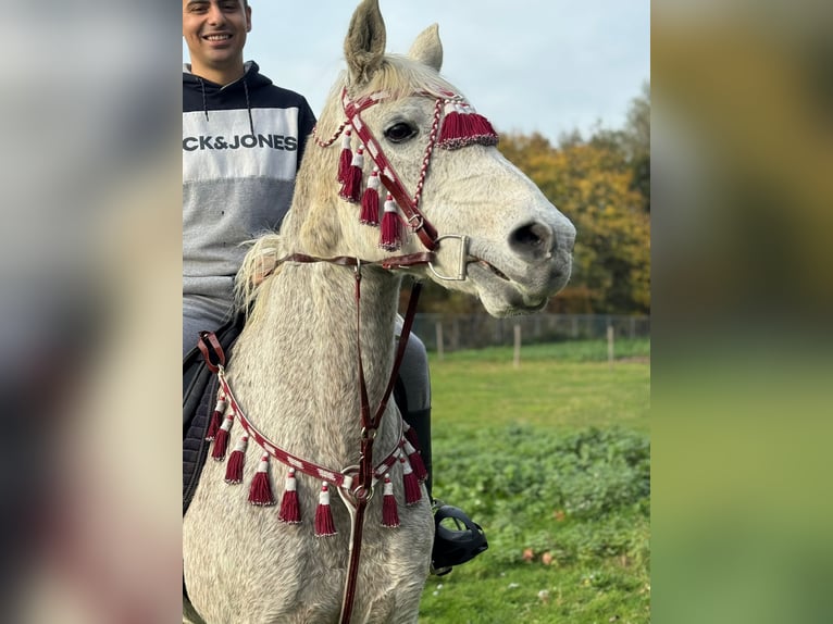 Asil Arabian Mare 16 years 15,1 hh White in Lokeren
