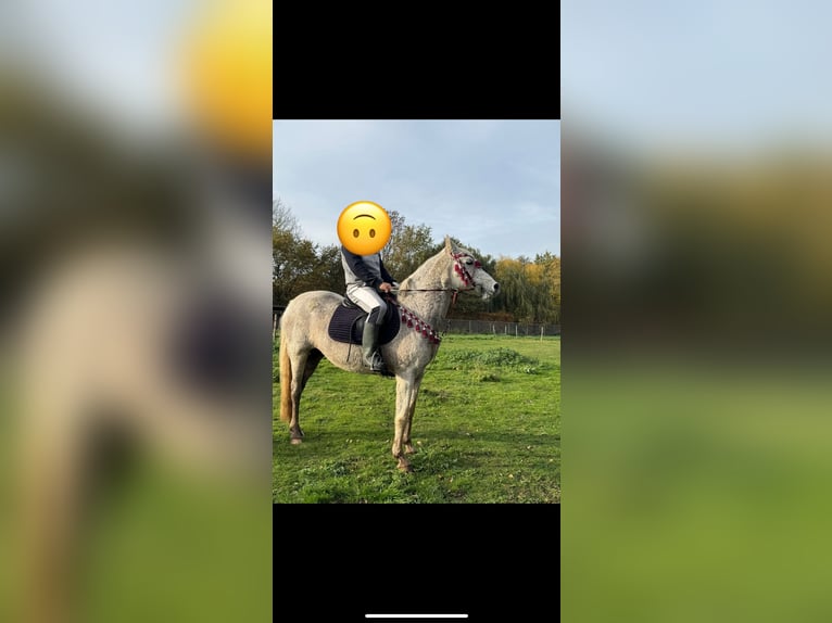 Asil Arabian Mare 17 years 15,1 hh White in Lokeren