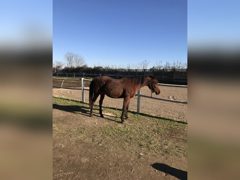 Asil Arabian Mare 18 years 15,1 hh Bay in Morimondo