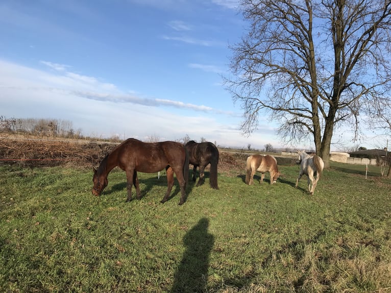 Asil Arabian Mare 18 years 15,1 hh Bay in Morimondo