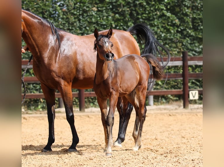 Asil Arabian Mare 1 year 12.1 hh Brown in Cromvoirt
