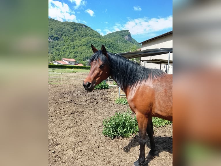 Asil Arabian Mare 3 years 14.2 hh Brown in St Rambert en Bugey