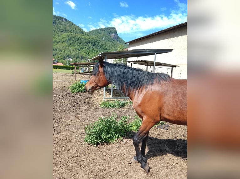 Asil Arabian Mare 3 years 14.2 hh Brown in St Rambert en Bugey