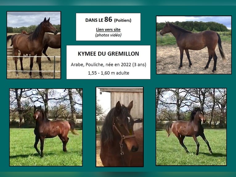 Asil Arabian Mare 3 years 15,1 hh Bay-Dark in VERNON