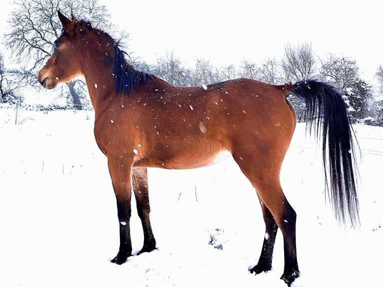 Asil Arabian Mare 4 years Brown in Gersheim