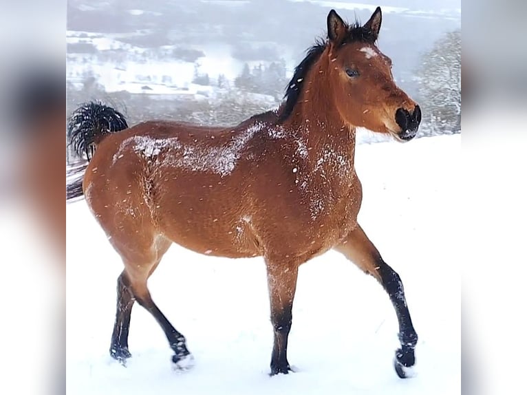 Asil Arabian Mare 4 years Brown in Gersheim