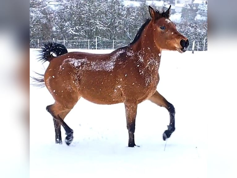 Asil Arabian Mare 4 years Brown in Gersheim