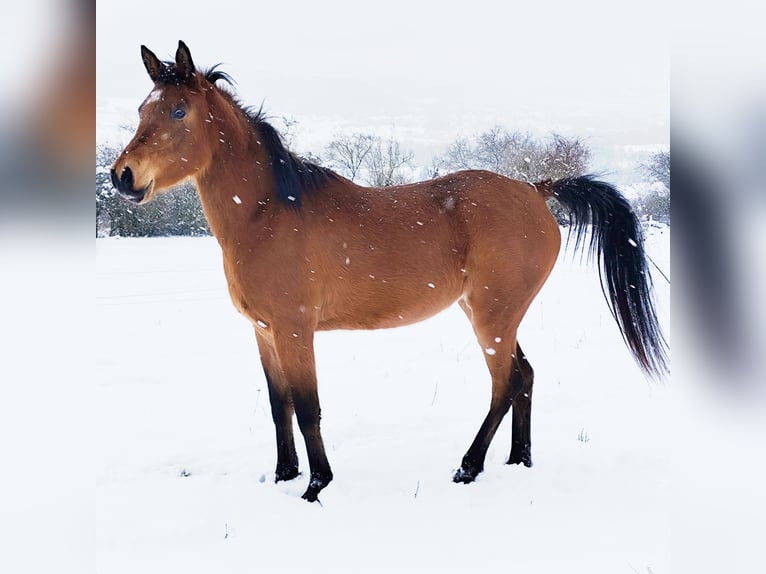Asil Arabian Mare 4 years Brown in Gersheim