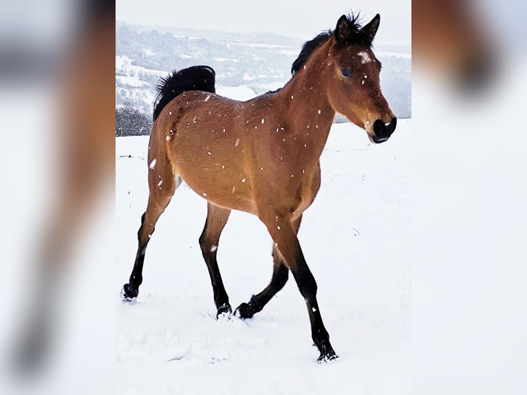 Asil Arabian Mare 4 years Brown in Gersheim