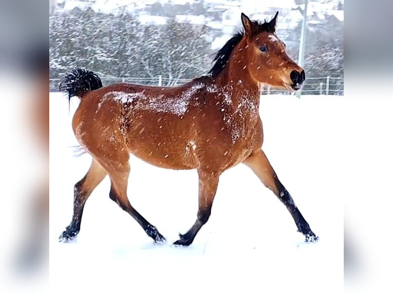 Asil Arabian Mare 4 years Brown in Gersheim