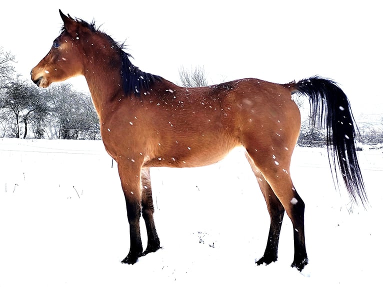 Asil Arabian Mare 4 years Brown in Gersheim