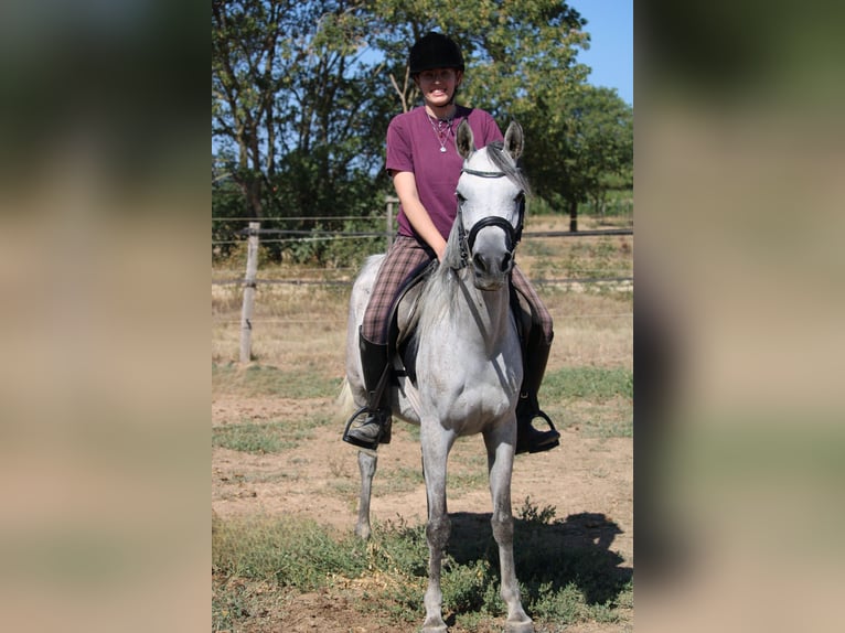 Asil Arabian Mare 5 years 14,3 hh Gray in Monze