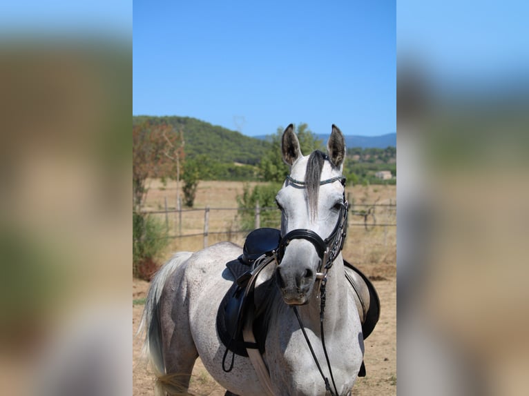 Asil Arabian Mare 5 years 14,3 hh Gray in Monze