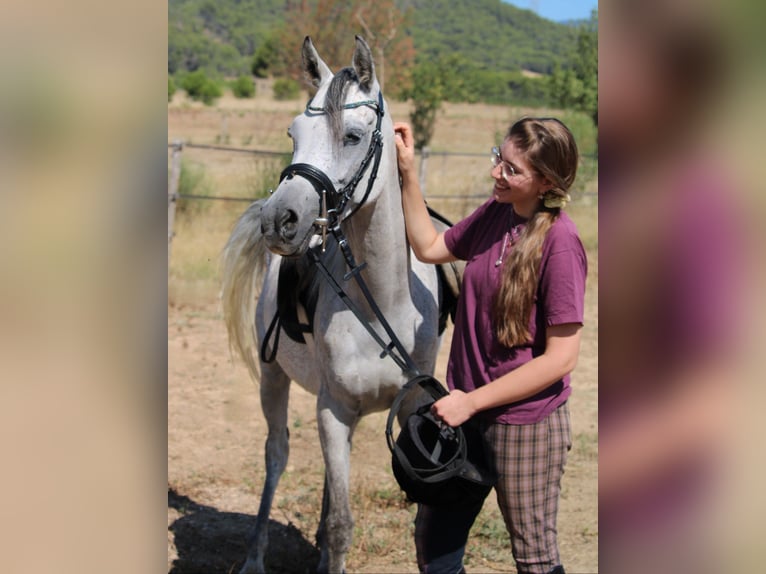 Asil Arabian Mare 5 years 14,3 hh Gray in Monze