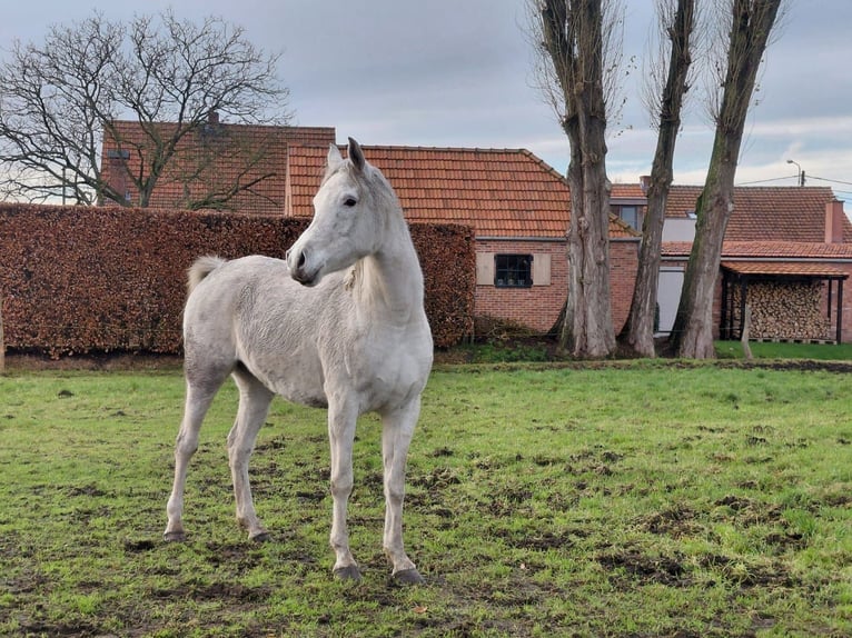 Asil Arabian Mare 6 years Grey in Poppel