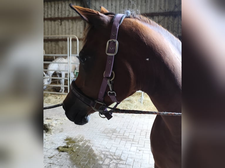 Asil Arabian Mare 7 years 14,3 hh Brown in Gersheim