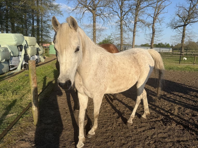 Asil Arabian Mare 8 years 14.1 hh Grey in Grote-Brogel