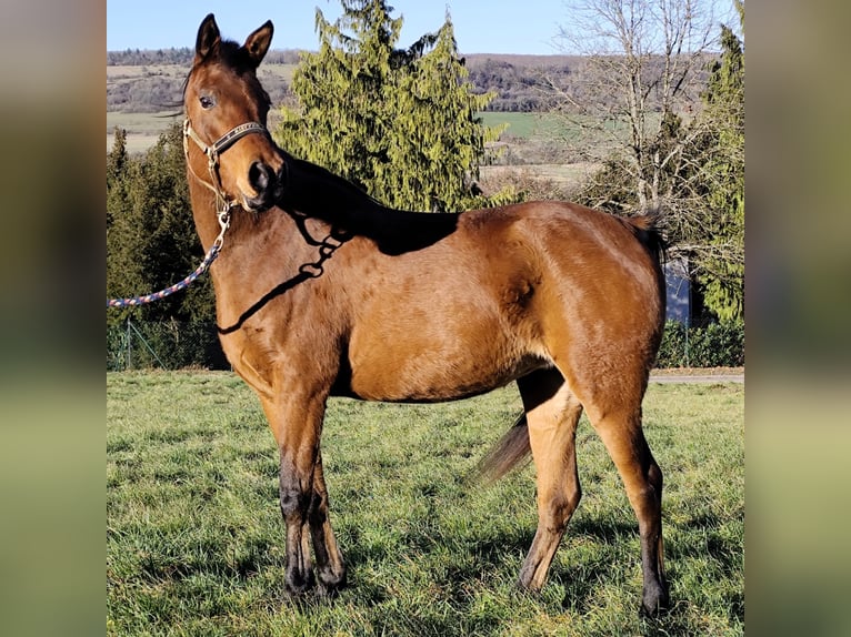 Asil Arabian Mare 8 years Brown in Gersheim
