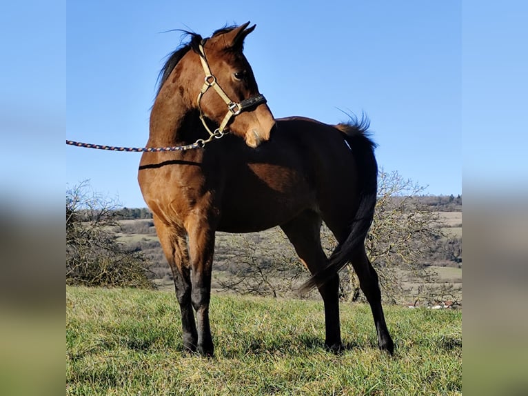 Asil Arabian Mare 8 years Brown in Gersheim