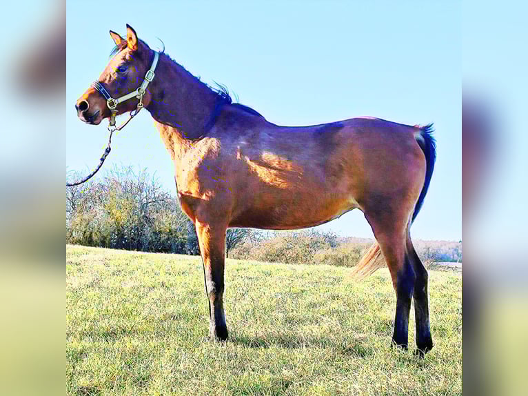 Asil Arabian Mare 8 years Brown in Gersheim
