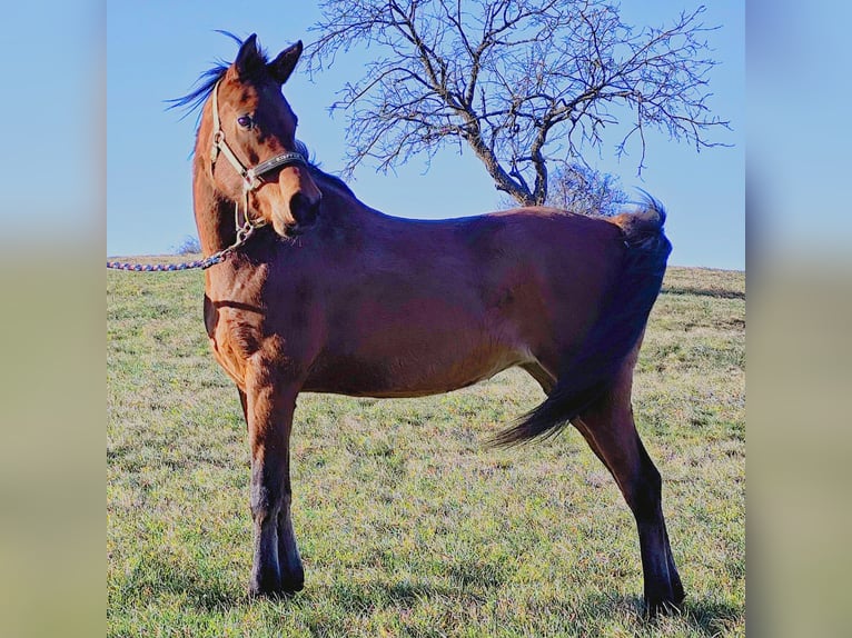 Asil Arabian Mare 8 years Brown in Gersheim