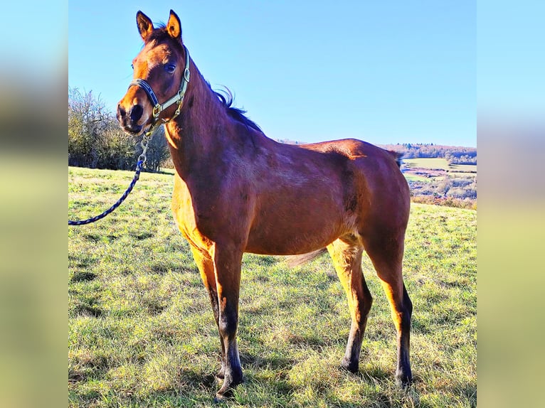 Asil Arabian Mare 8 years Brown in Gersheim