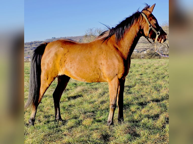 Asil Arabian Mare 8 years Brown in Gersheim
