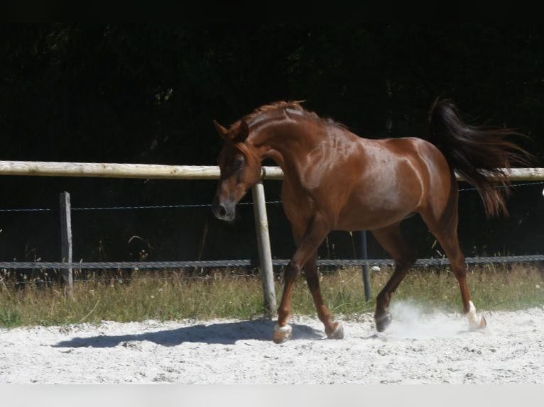Asil Arabian Mare 9 years 15.1 hh Sorrel in Limoges