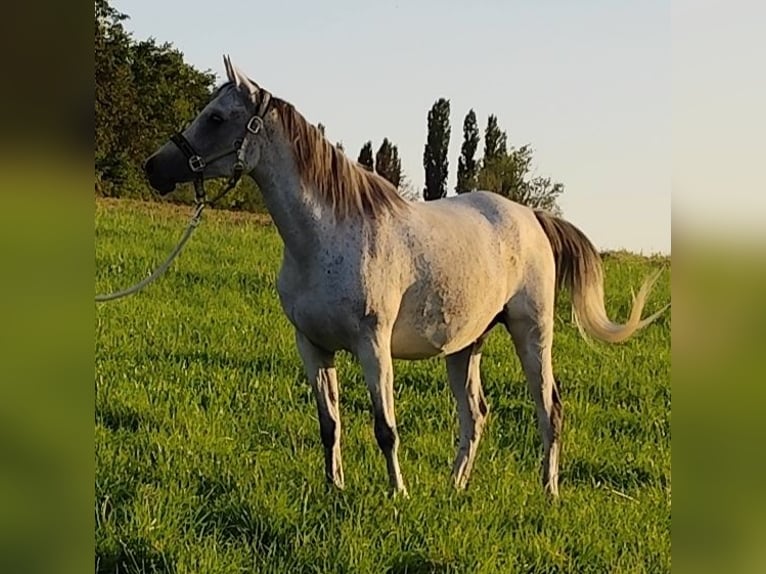 Asil Arabian Mare 9 years 15 hh Grey in Gersheim