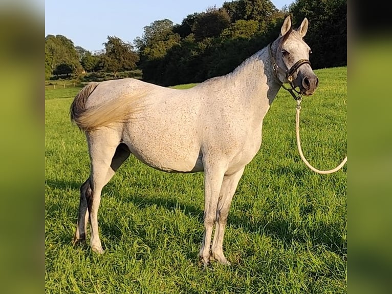 Asil Arabian Mare 9 years 15 hh Grey in Gersheim