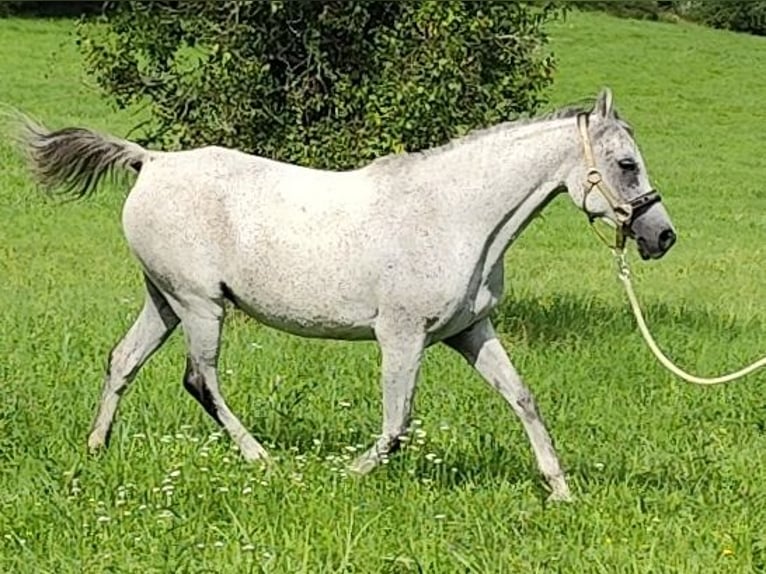 Asil Arabian Mare 9 years 15 hh Grey in Gersheim