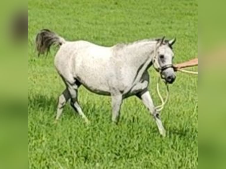 Asil Arabian Mare 9 years 15 hh Grey in Gersheim