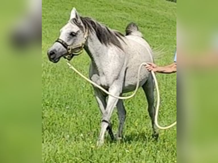Asil Arabian Mare 9 years 15 hh Grey in Gersheim