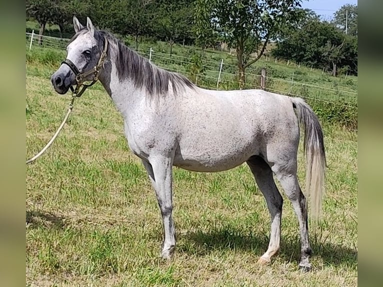 Asil Arabian Mare 9 years 15 hh Grey in Gersheim
