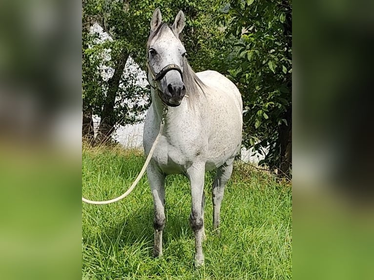 Asil Arabian Mare 9 years 15 hh Grey in Gersheim