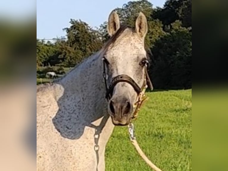 Asil Arabian Mare 9 years 15 hh Grey in Gersheim