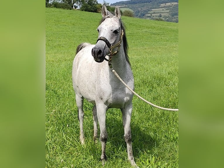 Asil Arabian Mare 9 years 15 hh Grey in Gersheim
