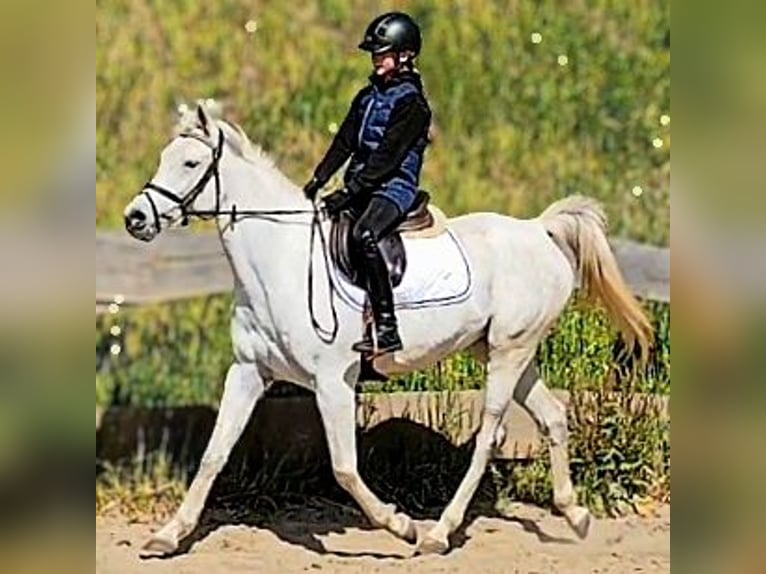 Asil Arabian Mare 9 years 15,1 hh Gray in Schellweiler