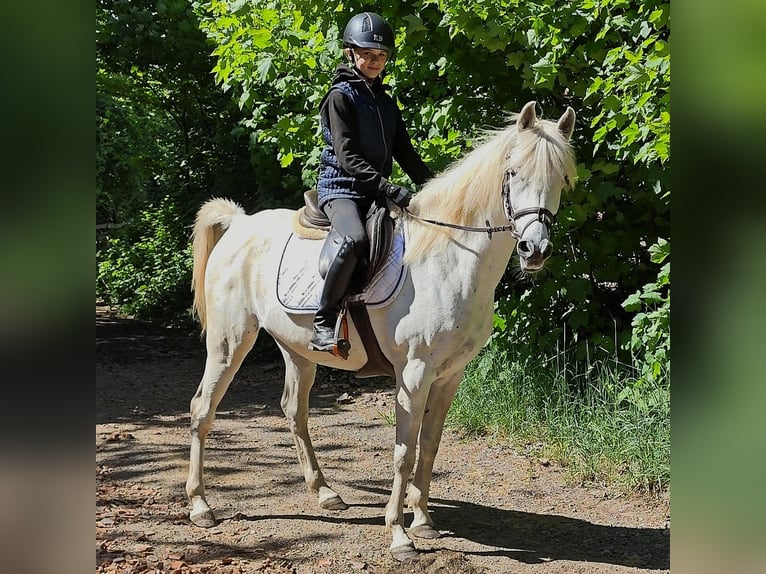 Asil Arabian Mare 9 years 15,1 hh Gray in Schellweiler