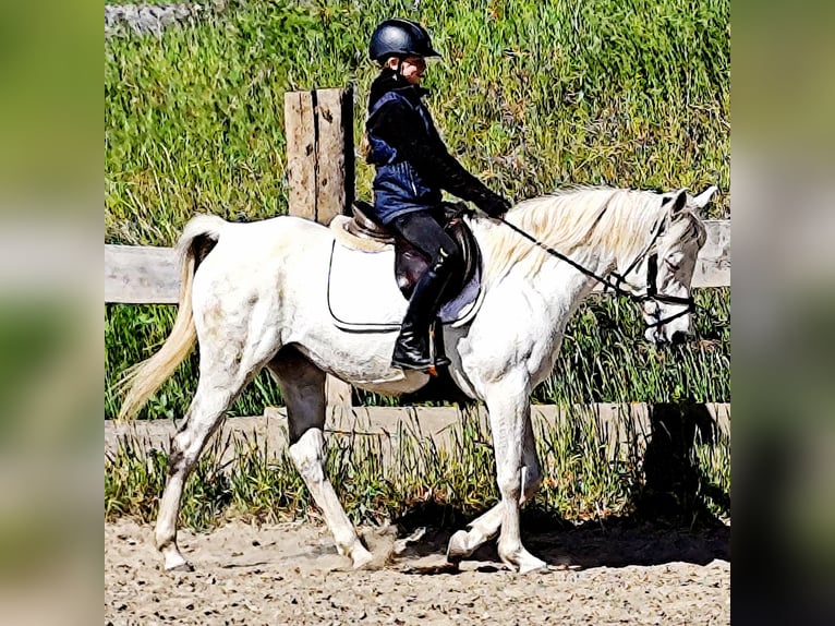 Asil Arabian Mare 9 years 15,1 hh Gray in Schellweiler