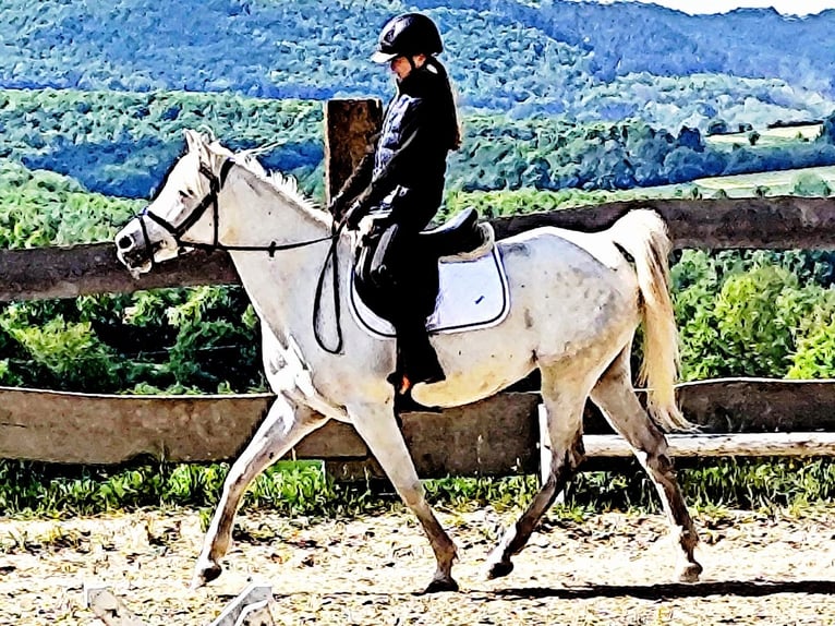 Asil Arabian Mare 9 years 15,1 hh Gray in Schellweiler