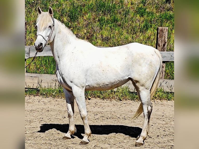 Asil Arabian Mare 9 years 15,1 hh Gray in Schellweiler