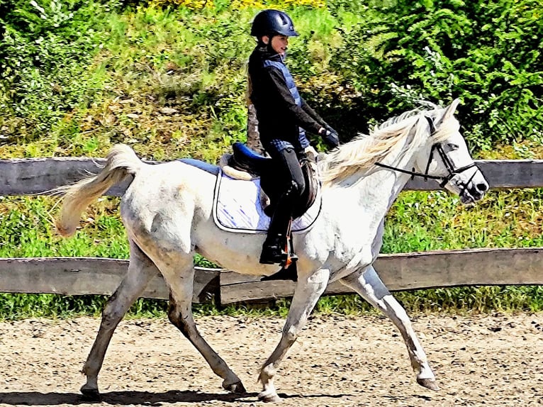 Asil Arabian Mare 9 years 15,1 hh Gray in Schellweiler