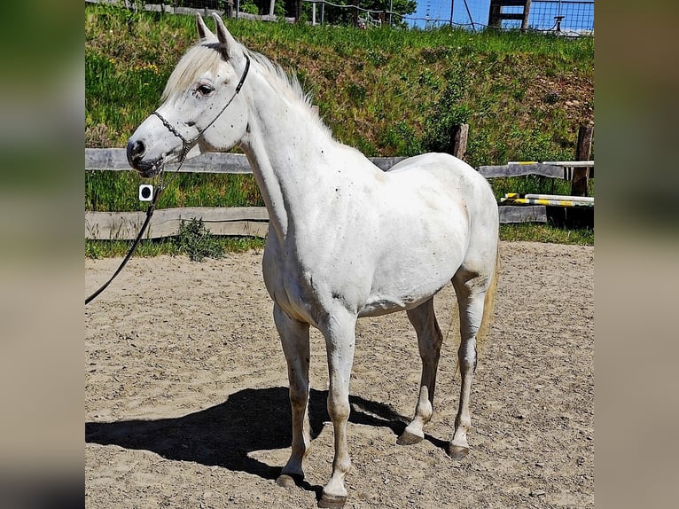 Asil Arabian Mare 9 years 15,1 hh Gray in Schellweiler